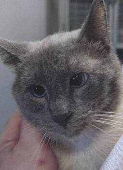 Squidward -  Domestic Short Hair Cat for Adoption in Fort Madison, Iowa - Squidward | PetCurious