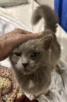 Domestic Long Hair Cats Available for Adoption in Randolph, Alabama - Roxie | PetCurious