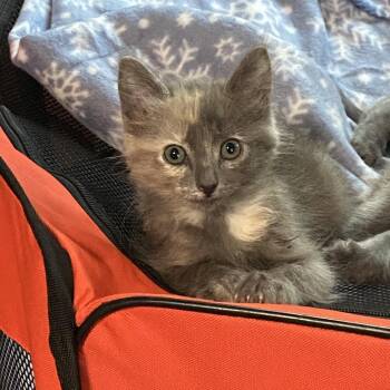 Petunia -  Domestic Long Hair Cat for Adoption in Foley, Alabama - Petunia | PetCurious