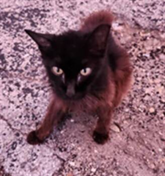 CHARLOTTE -  Domestic Medium Hair Cat for Adoption in San Antonio, Texas - CHARLOTTE | PetCurious