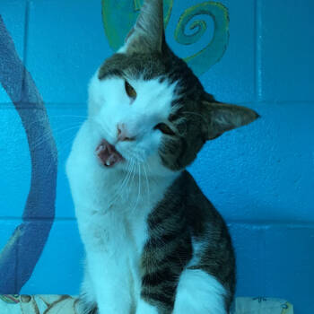 Rescue Domestic Short Hair Cats for Adoption in Evansville, Indiana - Theo | PetCurious