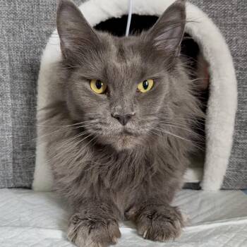Bashira -  Maine Coon Cat Available for Adoption in Kansas City, Missouri - Bashira | PetCurious
