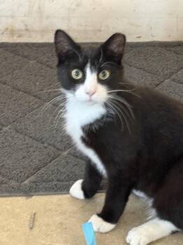 Pilsner -  Domestic Short Hair Cat Available for Adoption in Bellmawr, New Jersey - Pilsner | PetCurious