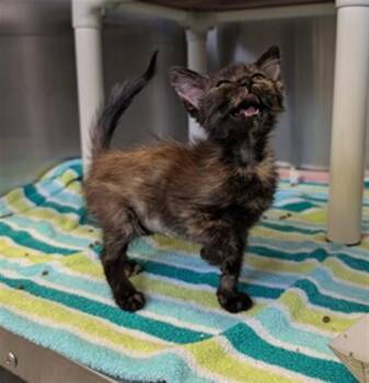 PENELOPE -  Domestic Short Hair Cat for Adoption in Camarillo, California - PENELOPE | PetCurious