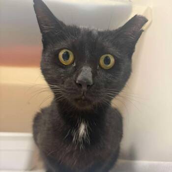 Calvin -  Domestic Short Hair Cat for Adoption in Fredericksburg, Virginia - Calvin | PetCurious