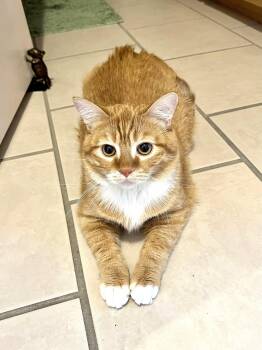 Teddy -  Tabby Cat for Adoption in Delta, Colorado - Teddy | PetCurious