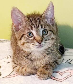 Baby Boo is baby brilliance -  Bengal and Tabby Cat for Adoption in Bedford Hills, New York - Baby Boo Is Baby Brilliance | PetCurious