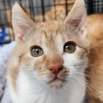 Strelka -  Domestic Short Hair Cat Available for Adoption in Ely, Minnesota - Strelka | PetCurious