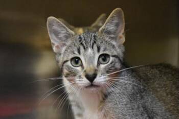 Maxwell -  Domestic Short Hair Cat for Adoption in Kansas City, Missouri - Maxwell | PetCurious