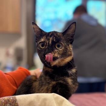 Mary Sanderson -  Domestic Short Hair Cat for Adoption in Nashville, Indiana - Mary Sanderson | PetCurious