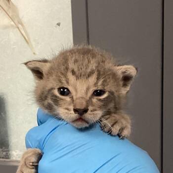 Domestic Short Hair Cats Available for Adoption in Greenville, South Carolina - Noodles | PetCurious