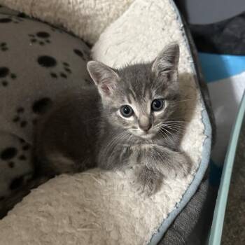 Smokey -  Domestic Short Hair Cat for Adoption in Los Angeles, California - Smokey | PetCurious