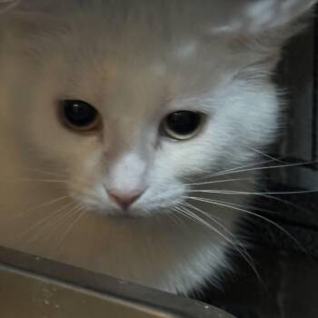 Bunnie and Clyde -  Domestic Short Hair Cat Available for Adoption in Lee