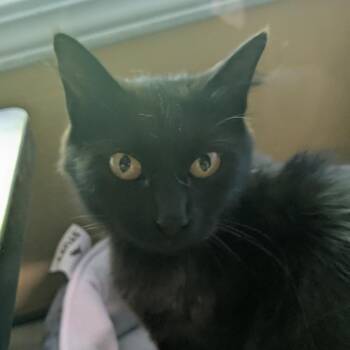 Domestic Long Hair Cats Available for Adoption in Huntsville, Arkansas - Lady Midnight | PetCurious