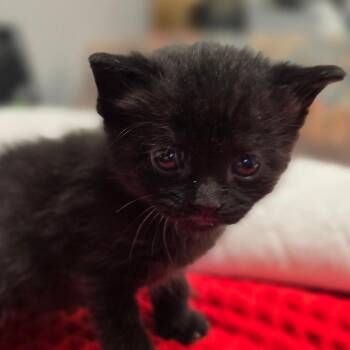 Jibberloo -  Domestic Short Hair Cat for Adoption in East Hanover, New Jersey - Jibberloo | PetCurious