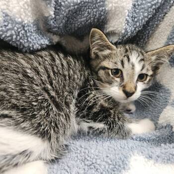 Rescue Domestic Short Hair Cats for Adoption in Brea, California - Valentino | PetCurious