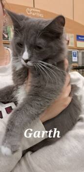 Rescue Domestic Medium Hair Cats for Adoption in Plattsburgh, New York - Garth | PetCurious