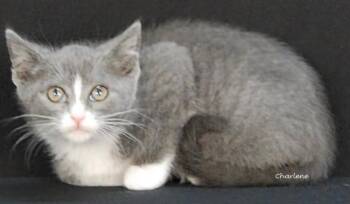 Domestic Short Hair Cats Available for Adoption in Newland, North Carolina - Juicy Juice | PetCurious