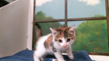 DORA -  Domestic Short Hair Cat for Adoption in Houston, Texas - DORA | PetCurious