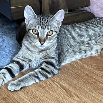 Peach -  Tabby Cat for Adoption in Crystal Lake, Illinois - Peach | PetCurious