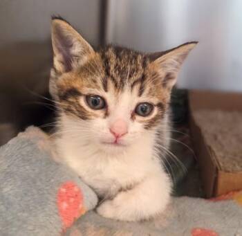 Anime -  Domestic Medium Hair and Domestic Short Hair Cat for Adoption in Fresno, California - Anime | PetCurious