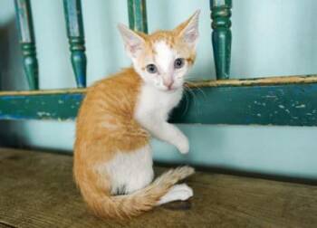 Domestic Short Hair Cats Available for Adoption in San Antonio, Texas - Tilapia | PetCurious