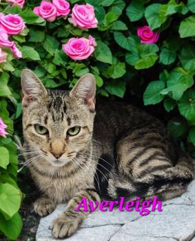 Rescue Domestic Short Hair Cats for Adoption in Jim Thorpe, Pennsylvania - Averleigh | PetCurious