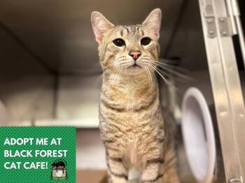 BEANS -  Domestic Short Hair Cat for Adoption in Fort Wayne, Indiana - BEANS | PetCurious