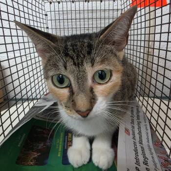 Joe -  Domestic Short Hair Cat for Adoption in Edinburg, Texas - Joe | PetCurious