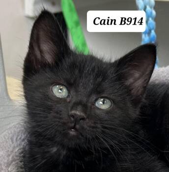 Domestic Medium Hair Cats Available for Adoption in Morganton, North Carolina - Cain | PetCurious