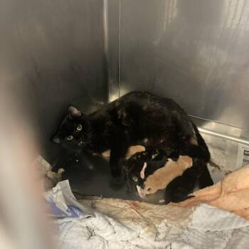 Domestic Short Hair Cats Available for Adoption in Hawthorne, California - Carlise | PetCurious