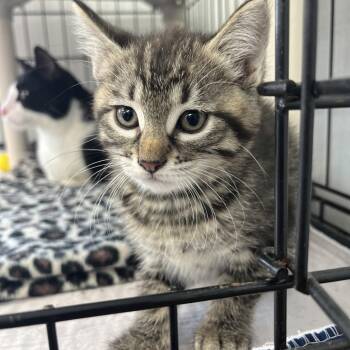 Teela -  Domestic Short Hair Cat for Adoption in Canton, Illinois - Teela | PetCurious