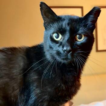 Bruno -  Bombay and Domestic Short Hair Cat for Adoption in UNIVERSITY PA, Maryland - Bruno | PetCurious