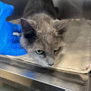 Eustace Bagge -  Domestic Short Hair Cat for Adoption in Council Bluffs, Iowa - Eustace Bagge | PetCurious