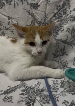 Rescue Domestic Short Hair Cats for Adoption in Payson, Arizona - Larry | PetCurious