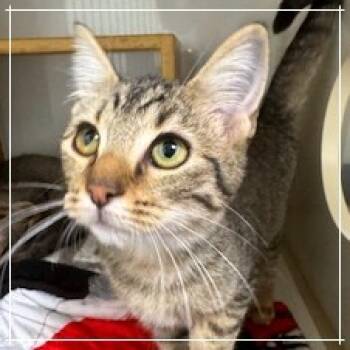 Rescue Domestic Short Hair Cats for Adoption in Cumming, Georgia - Rory 2 | PetCurious
