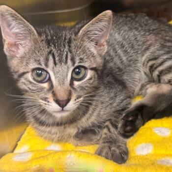 Ezra -  Domestic Short Hair Cat for Adoption in Los Angeles, California - Ezra | PetCurious
