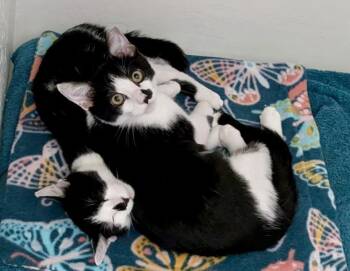 Richeh Lighthouse Bonded With Eunie -  Domestic Short Hair Cat for Adoption in Chandler, Arizona - Richeh Lighthouse Bonded With Eunie | PetCurious