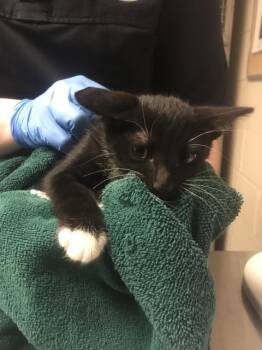 A430151 -  Domestic Short Hair Cat for Adoption in Conroe, Texas - A430151 | PetCurious