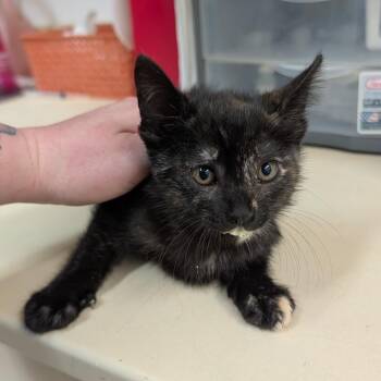 Domestic Short Hair Cats Available for Adoption in Ardmore, Oklahoma - Bong | PetCurious