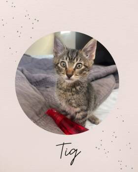 TIG -  Domestic Medium Hair Cat for Adoption in Coquitlam, British Columbia - TIG | PetCurious