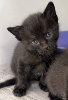 Nala -  Domestic Short Hair Cat for Adoption in Carthage, Missouri - Nala | PetCurious