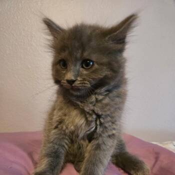 Maine Coon Cats Available for Adoption - Ophelia | PetCurious