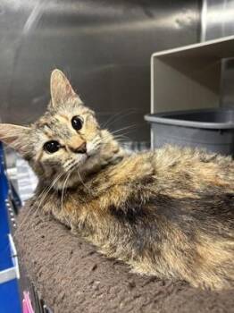 Domestic Long Hair and Domestic Short Hair Cats Available for Adoption in Picayune, Mississippi - Dairy Queen | PetCurious