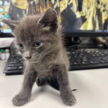 Tooshy -  Domestic Short Hair Cat for Adoption in Saint Joseph, Missouri - Tooshy | PetCurious