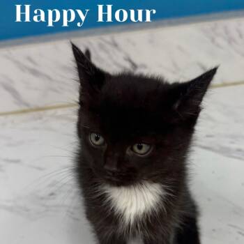 Happy Hour -  Domestic Short Hair Cat for Adoption in Washington, Pennsylvania - Happy Hour | PetCurious