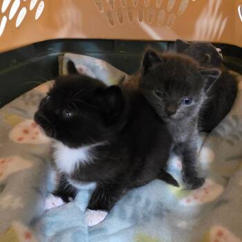 Domestic Medium Hair Cats Available for Adoption in Eureka Springs, Arkansas - Baby Goo | PetCurious