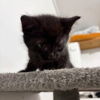 Domestic Short Hair Cats Available for Adoption in Hattiesburg, Mississippi - Gio | PetCurious