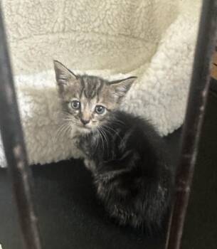 Westin - Courtesy Listing -  Domestic Short Hair Cat for Adoption in Dawson, Georgia - Westin - Courtesy Listing | PetCurious