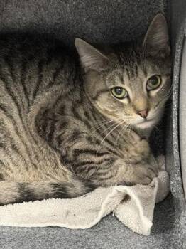 Domestic Short Hair Cats Available for Adoption - Jackpot | PetCurious